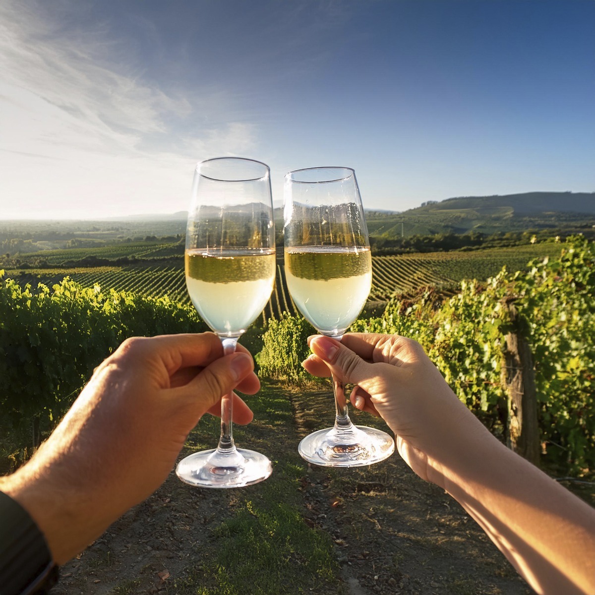 Ruta del Vino Utiel-Requena desde Valencia - Ruta del Vino Utiel-Requena Bilingüe desde Valencia